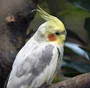 Picture/image of Cockatiel
