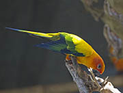 Picture/image of Sun Parakeet