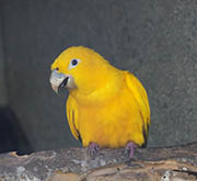 Picture/image of Golden Parakeet