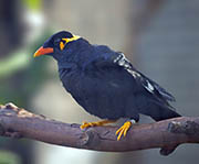 Picture/image of Common Hill Myna