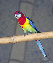 Picture/image of Eastern Rosella