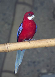 Picture/image of Western Rosella