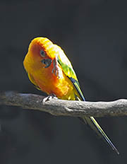 Picture/image of Sun Parakeet