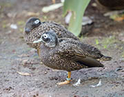 Picture/image of Laysan Duck