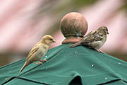 Picture/image of House Sparrow