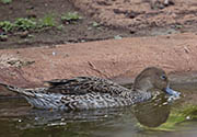 Picture/image of Hawaiian Duck