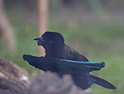 Picture/image of Superb Bird-of-paradise