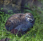 Asian Blue Quail