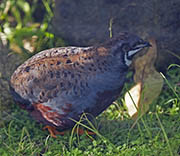 Picture/image of Asian Blue Quail