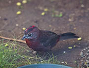 Picture/image of Red-crested Finch