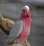 Picture/image of Galah