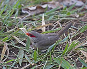 Picture/image of Common Waxbill