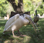 Picture/image of American White Pelican