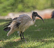 Picture/image of African Sacred Ibis