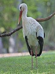 Picture/image of White Stork
