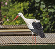 Picture/image of White Stork
