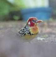 Picture/image of Red-and-yellow Barbet