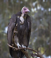 Picture/image of Hooded Vulture