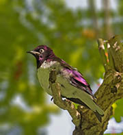Picture/image of Violet-backed Starling