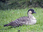 Picture/image of Nene