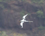 Picture/image of White-tailed Tropicbird
