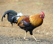 Picture/image of Red Junglefowl