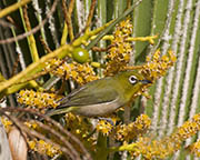 Picture/image of Japanese White-eye