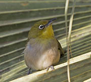 Picture/image of Japanese White-eye