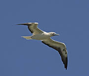 Picture/image of Red-footed Booby