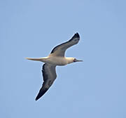 Picture/image of Red-footed Booby