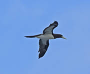 Picture/image of Brown Booby
