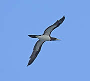 Picture/image of Brown Booby