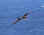 Picture/image of Magnificent Frigatebird