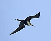 Picture/image of Magnificent Frigatebird