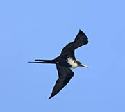 Picture/image of Magnificent Frigatebird