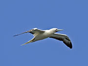 Picture/image of Red-footed Booby