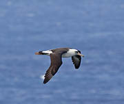 Picture/image of Laysan Albatross