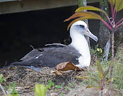 Laysan Albatross