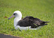Picture/image of Laysan Albatross
