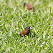 Picture/image of Chestnut Munia