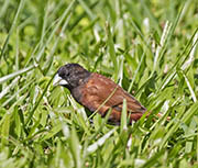 Picture/image of Chestnut Munia