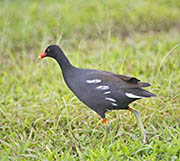 Picture/image of Hawaiian Moorhen