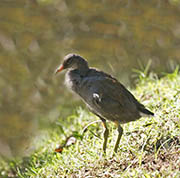 Picture/image of Hawaiian Moorhen