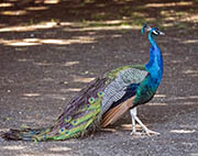 Picture/image of Indian Peafowl