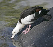 Picture/image of Radjah Shelduck