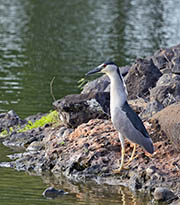 Picture/image of Black-crowned Night-Heron