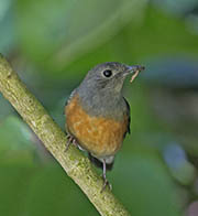 Picture/image of White-rumped Shama