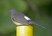 Picture/image of White-rumped Shama