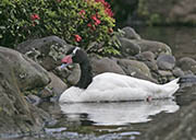 Picture/image of Black-necked Swan