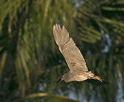 Picture/image of Black-crowned Night-Heron